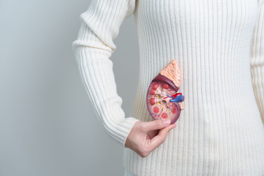 Woman holding a model of a kidney showing adrenal glands